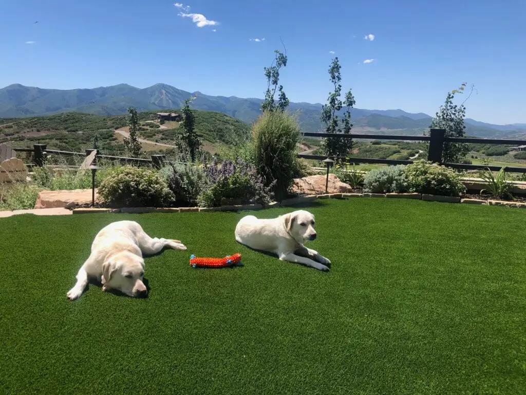 artificial grass for pets and kids